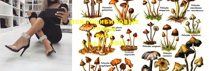 Галлюциногенные грибы Magic Shrooms  Кудымкар 